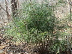 Pinus koraiensis