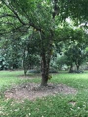 Artocarpus heterophyllus