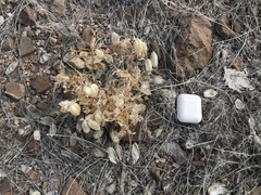 Astragalus aquilonius