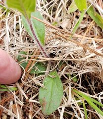 Crocanthemum carolinianum