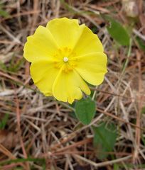 Crocanthemum carolinianum