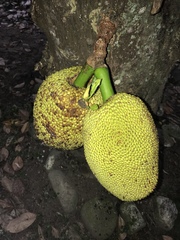 Artocarpus heterophyllus