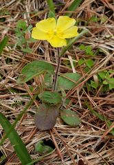 Crocanthemum carolinianum