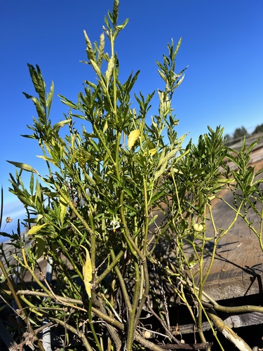 Solanum pseudocapsicum observed 2023-11-21