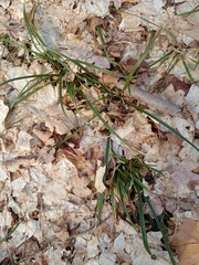 Carex pedunculata