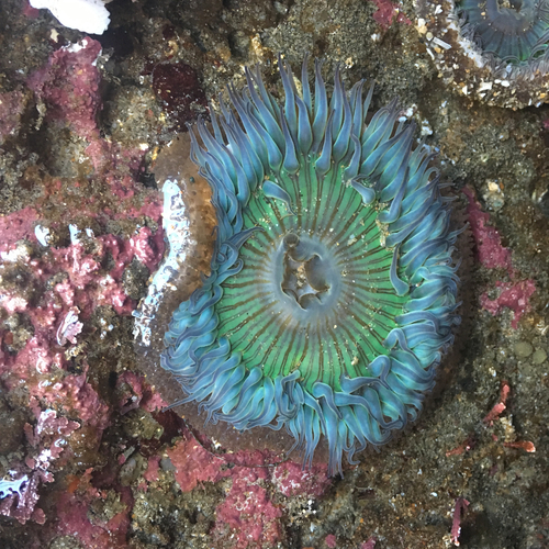 Sunburst Anemone, photo 6 of 8