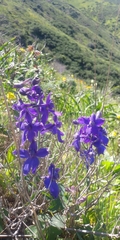 Delphinium decorum