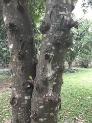 Artocarpus heterophyllus