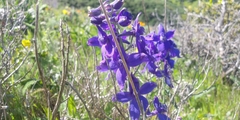 Delphinium decorum