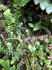 Pristimantis actites