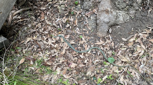 Common Tree Snake sighting