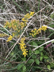 Solidago tortifolia