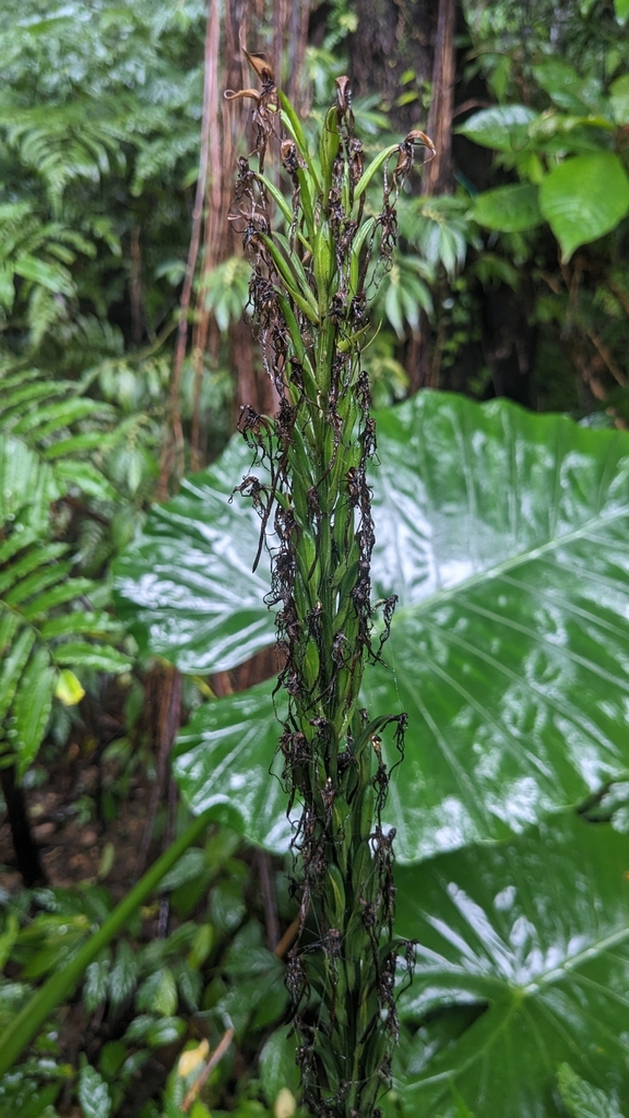 Habenaria pantlingiana