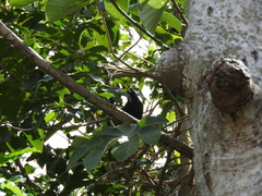 Amblycercus holosericeus