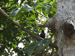 Amblycercus holosericeus