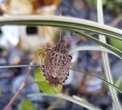 Halyomorpha halys