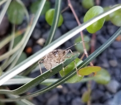 Halyomorpha halys