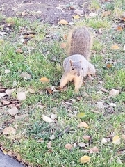 Sciurus niger