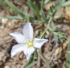 Linum pratense