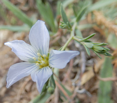 Linum pratense