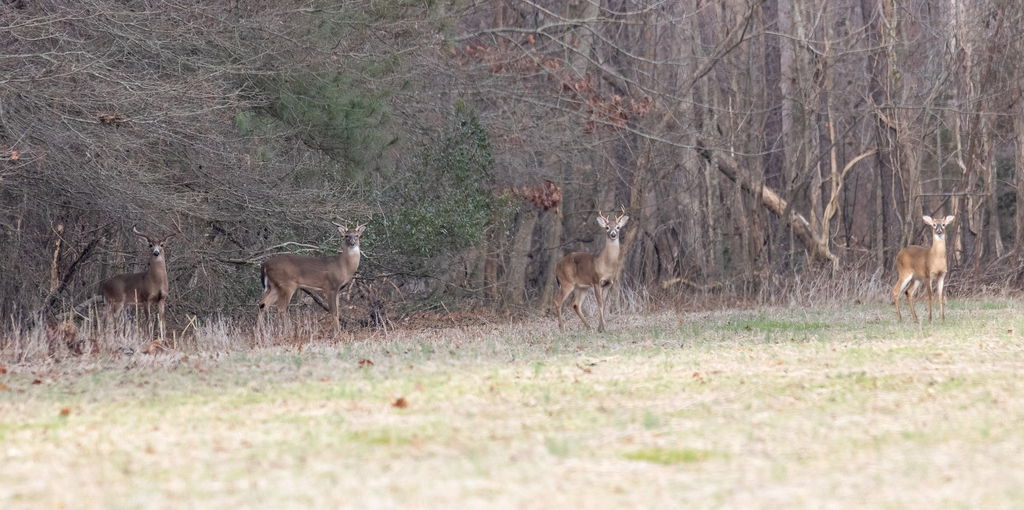 White-tailed Deer from Gloucester County, VA, USA on January 10, 2023 ...