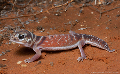 Common Knob-Tailed Lizard photo 2