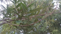 Sapium glandulosum