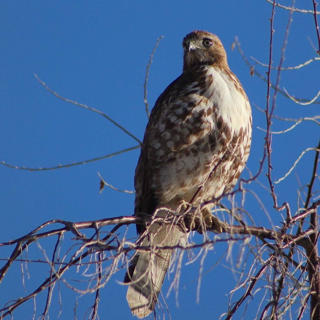 Red-tailed Hawk From Farmington, Ut, Us On March 24, 2021 At 08:40 Am 