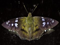 Nascus phocus