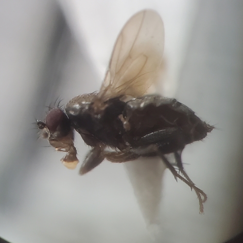 Pteremis wirthi