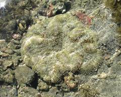 Stichodactyla haddoni