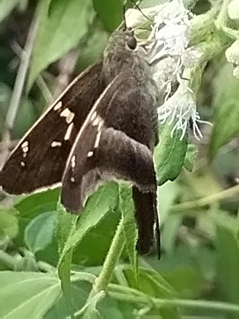 Tailed Aguna