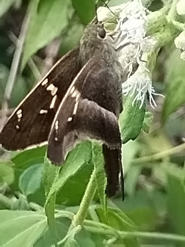 Tailed Aguna