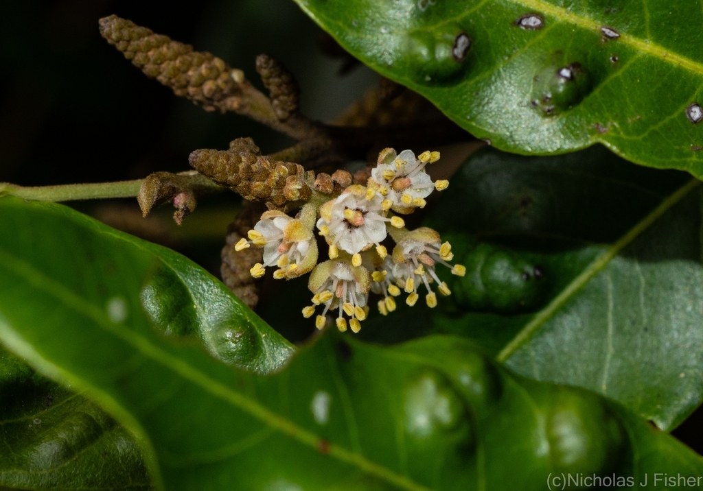 Beetroot tree from Lismore NSW 2480, Australia on November 15, 2023 at ...