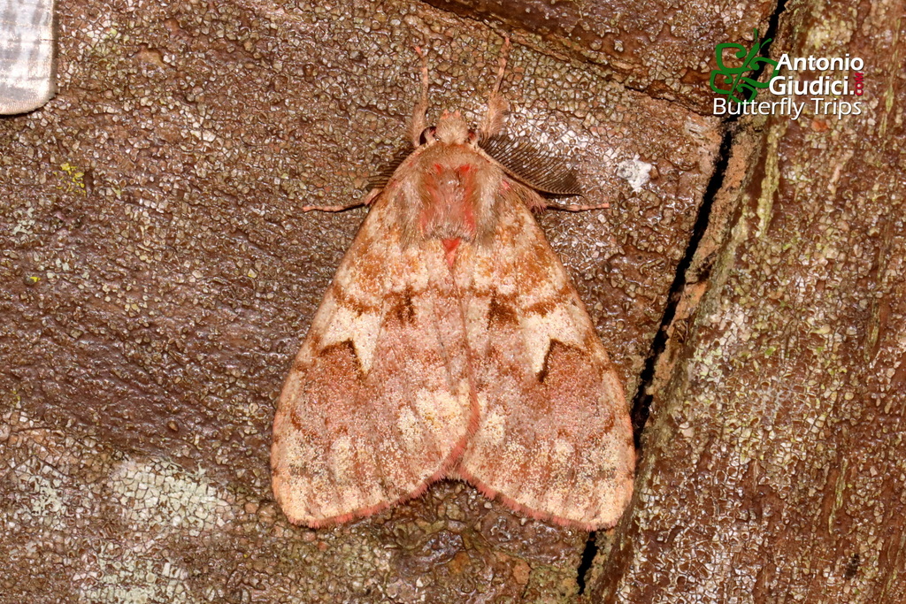 Lymantria rubea