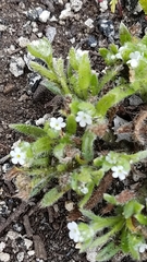 Plagiobothrys collinus