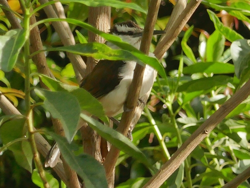 Bicolored Wren (Campylorhynchus griseus), photo 6