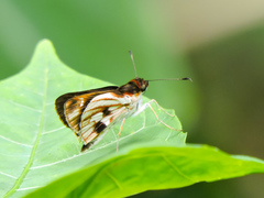 Vettius fantasos