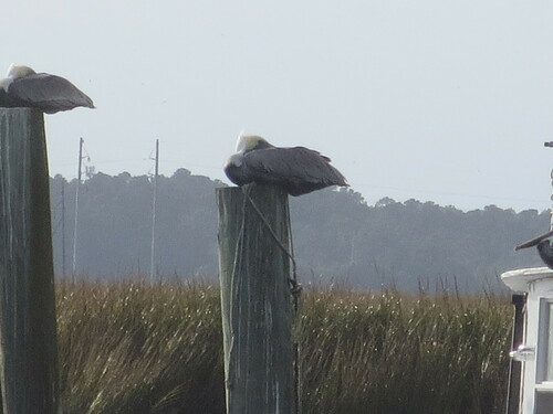 Brown Pelican photographed in Georgia