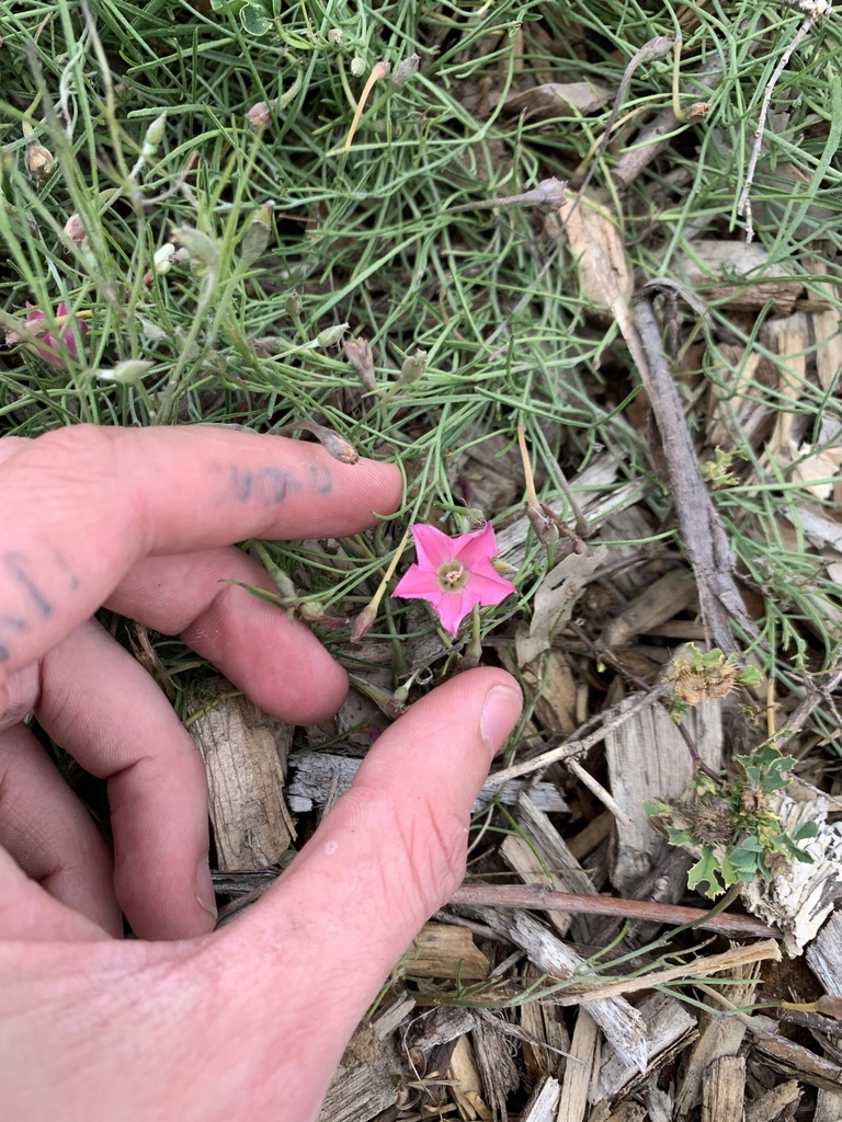 Blushing Bindweed from Williamstown Rifle Range, Williamstown, VIC, AU