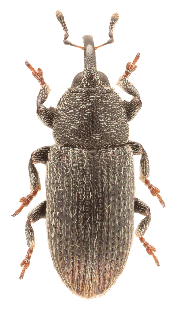 Stem Miner Weevil