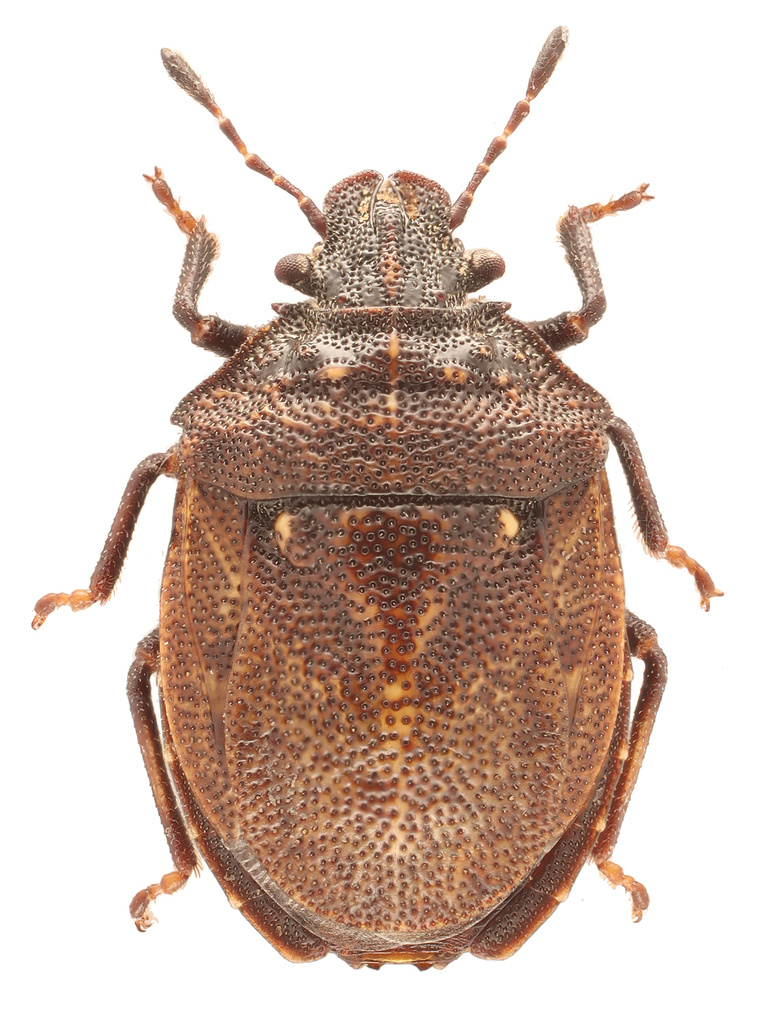 Amaurochrous brevitylus