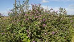 Lantana megapotamica