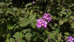 Lantana megapotamica