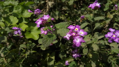 Lantana megapotamica