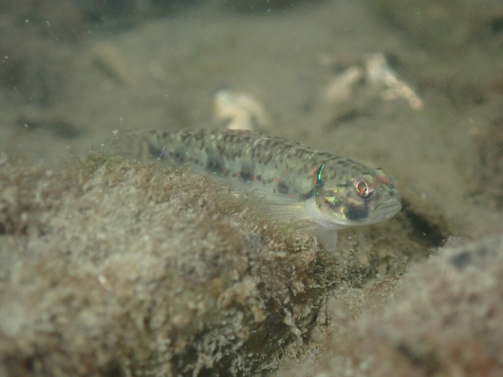 Vigan goby (Acentrogobius viganensis) — Gobiidae