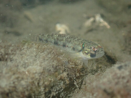 Vigan goby (Acentrogobius viganensis) — Gobiidae