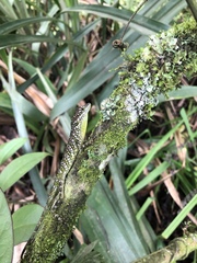 Anolis gemmosus