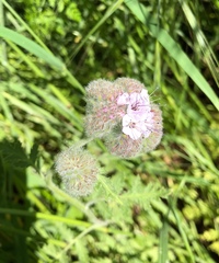 Phacelia hubbyi