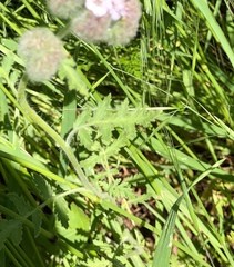 Phacelia hubbyi